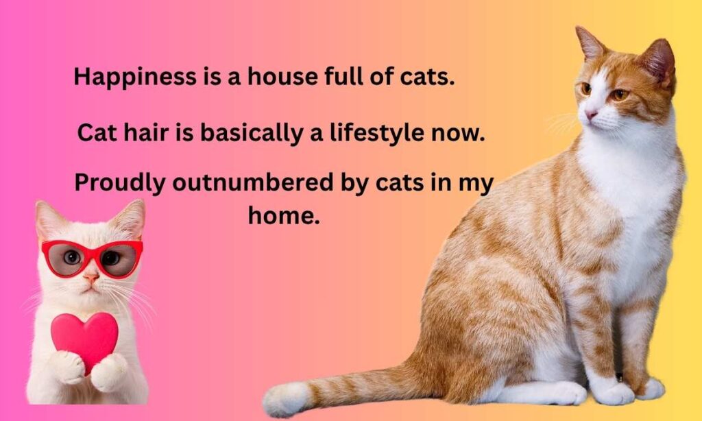 Crazy Cat Lady Captions